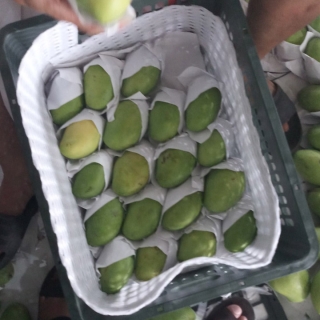 Tấm Foam Lót Xoài
