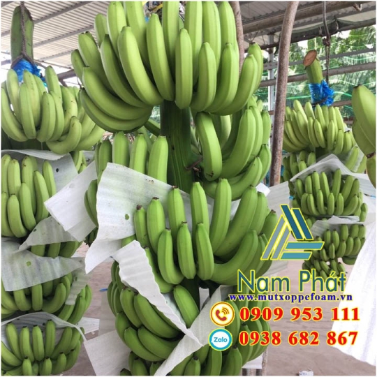 Tấm Foam Lót Chuối Xuất Khẩu